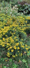 Solidago canadensis