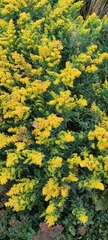 Solidago canadensis