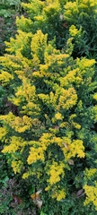 Solidago canadensis