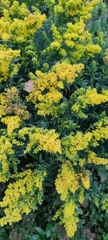 Solidago canadensis