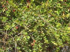 Combretum hereroense hereroense