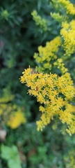 Solidago canadensis
