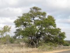 Combretum hereroense hereroense