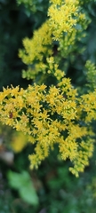 Solidago canadensis