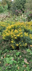 Solidago canadensis