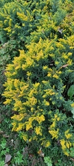 Solidago canadensis