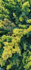 Solidago canadensis