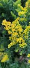 Solidago canadensis