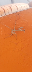 Empusa pennata