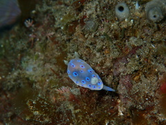 Goniobranchus thompsoni