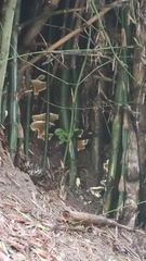 Trimeresurus macrops