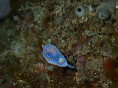 Goniobranchus thompsoni