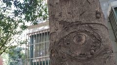 Elaeocarpus glabripetalus