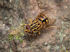 Helophilus campbelli