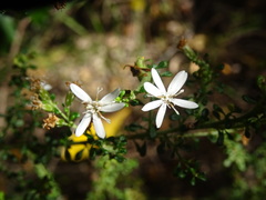 Olearia microphylla