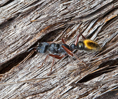 Myrmecia chrysogaster