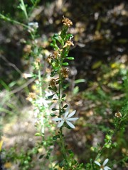 Olearia microphylla