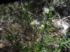 Olearia microphylla