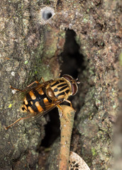 Helophilus campbelli