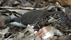 Ramphocinclus brachyurus brachyurus