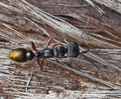 Myrmecia chrysogaster