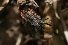 Rhynocoris tristis