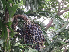 Caryota urens