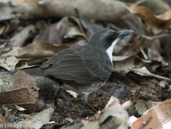 Ramphocinclus brachyurus brachyurus