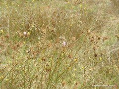 Mantisalca salmantica