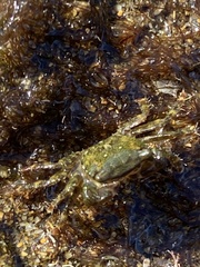 Pachygrapsus marmoratus