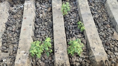 Impatiens parviflora