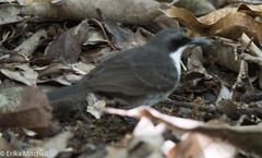 Ramphocinclus brachyurus brachyurus