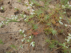 Adenogramma glomerata