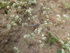 Adenogramma glomerata