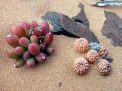 Crassothonna clavifolia