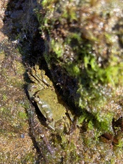 Pachygrapsus marmoratus