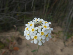 Manulea corymbosa
