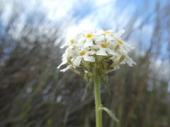 Manulea corymbosa