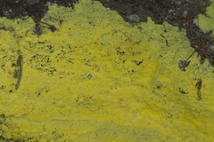 Chrysothrix chlorina