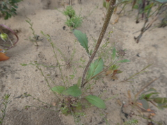 Manulea corymbosa