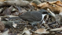 Ramphocinclus brachyurus brachyurus