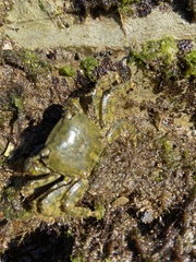 Pachygrapsus marmoratus