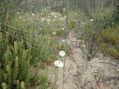 Manulea corymbosa