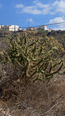 Austrocylindropuntia