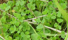 Medicago orbicularis