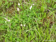 Medicago orbicularis