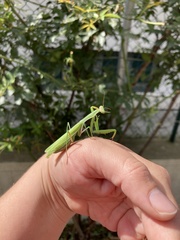 Mantis religiosa