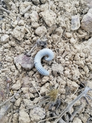 Ommatoiulus lusitanus