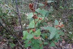 Lasiopetalum macrophyllum