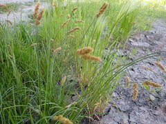 Carex laevissima